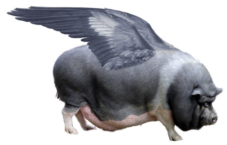 Waiting For Pigs to Fly