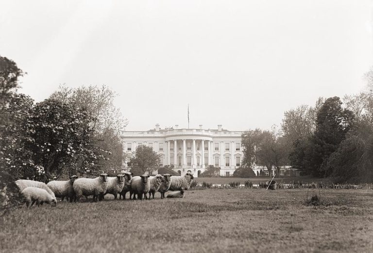 Where Sheep May Safely Graze…in Northern Virginia