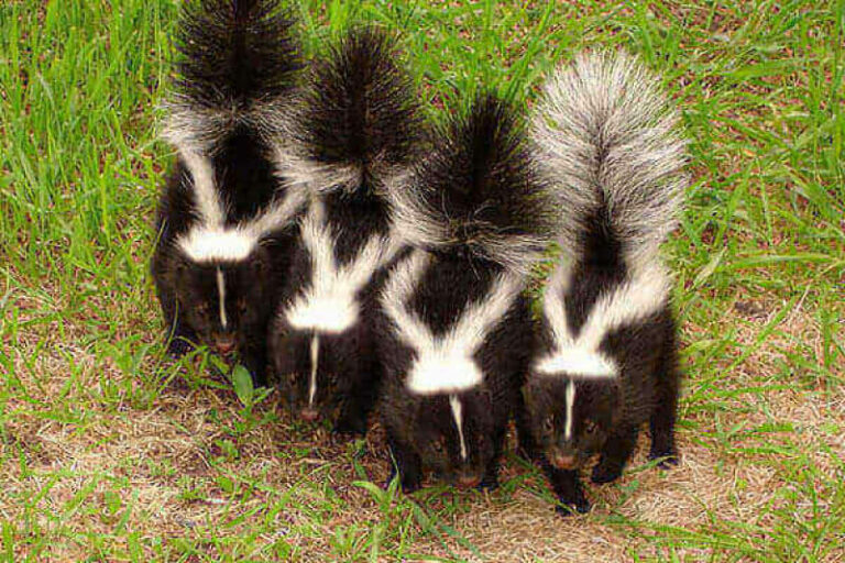 With “Skunk” We Could Have Ended This Rioting in Two Days