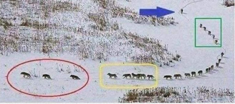Leadership Lessons from the Front of the Wolfpack